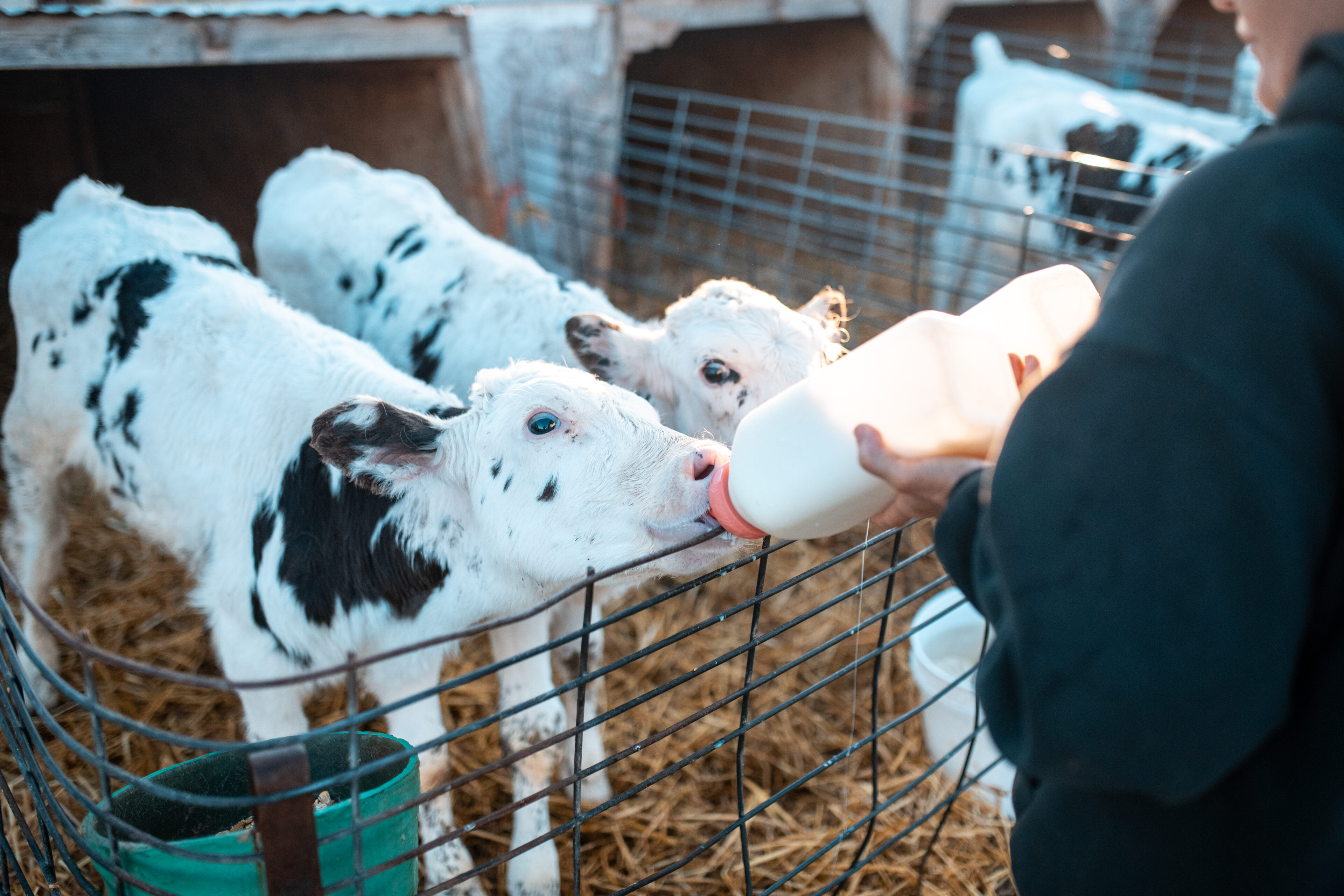 Farmer is feeding calves with milk on a ranch in Utah, USA.